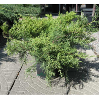 Ялівець середній 