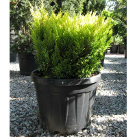 Ялівець горизонтальний 