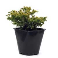 Ялівець, що лежить 