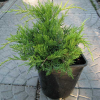 Ялівець середній 