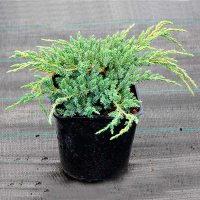 Можжевельник чешуйчатый Блю Карпет купить