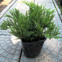 Ялівець козацький 