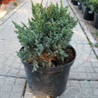 Ялівець лускатий 