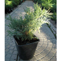 Можжевельник средний Блю энд Голд купить