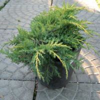 Ялівець середній 