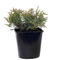 Можжевельник казацкий Рокери Джем купить