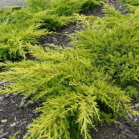 Можжевельник средний Голд Киссен купить