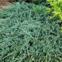 Можжевельник горизонтальный Вилтони купить