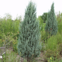Можжевельник скальный Пасфингер купить
