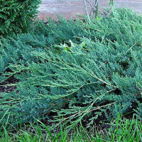 Можжевельник казацкий Блю Спаркл купить