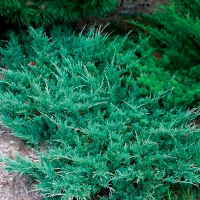 Можжевельник горизонтальный Хагес купить