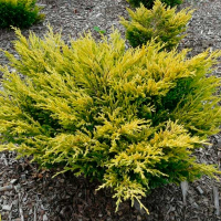 Можжевельник горизонтальный Лайм Глоу купить