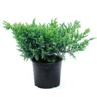 Ялівець китайський 