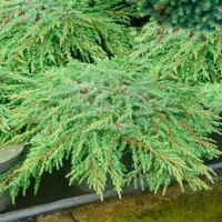 Ялівець звичайний 