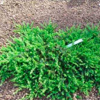 Ялівець звичайний 