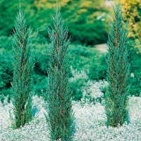 Можжевельник скальный Блю Эрроу купить