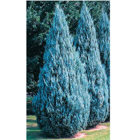 Можжевельник скальный Моффат Блу купить