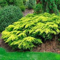 Можжевельник средний Дабс Фростед купить