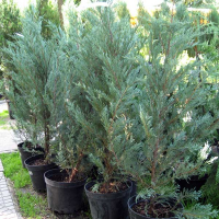 Можжевельник скальный Мунглоу купить