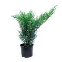 Можжевельник казацкий Блю Спаркл купить