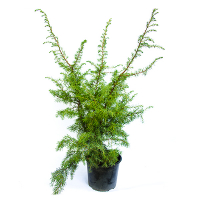 Можжевельник обыкновенный Яко купить