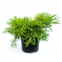 Ялівець середній 