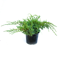 Можжевельник чешуйчатый Холгер купить