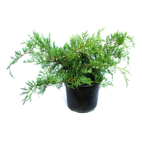 Ялівець віргінський 