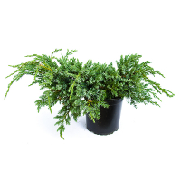 Можжевельник чешуйчатый Блю Карпет купить