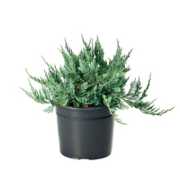 Ялівець козацький Тамарісціфолія купить