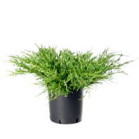 Можжевельник горизонтальный Андорра Компакт купить