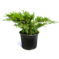 Можжевельник средний Олд Голд купить