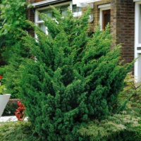 Можжевельник китайский Блаув купить