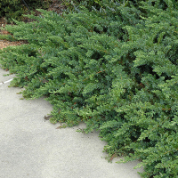 Ялівець прибережний Емеральд Сіа купить