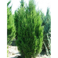 Можжевельник китайский Спартан купить