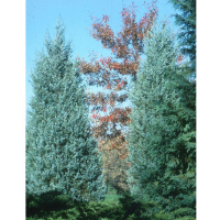 Можжевельник скальный Блю Хевен купить