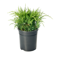 Можжевельник средний Голд Коаст купить