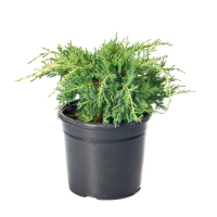 Можжевельник средний Пфитцериана Ауреа купить