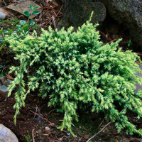 Можжевельник чешуйчатый Холгер купить