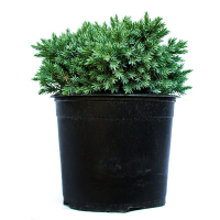 Ялівець лускатий Blue Star купить