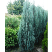 Ялівець Блю Ерроу купить