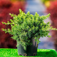 Ялівець прибережний Емеральд Сіа купить