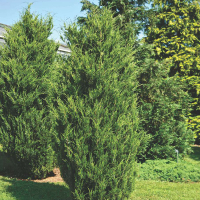 Можжевельник виргинский Канаэрти купить