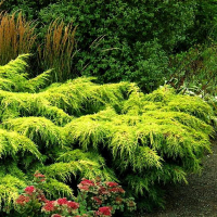 Можжевельник средний Голд Коаст купить