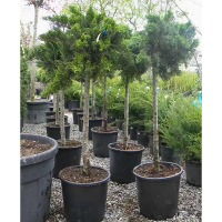 Ялівець козацький Тамарисцифолія на штамбі купить