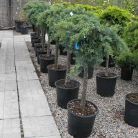 Можжевельник виргинский Грей Оул купить