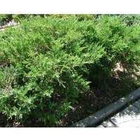 Можжевельник горизонтальный Андорра Компакт купить