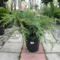 Ялівець Пфітцеріана купить