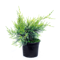 Ялівець китайський Курівао Голд купить