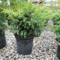 Можжевельник чешуйчатый Блю Свид купить